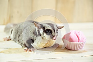 Fat sugar glider eating cotton wool cake.