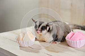 Fat sugar glider eating muffin cup cake or cotton-wool cake, dessert Thailand.