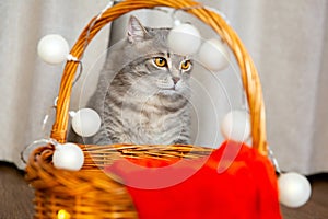 Fat tabby British cat sits near wicker basket decorated with a garland. New Year and Christmas background. Greeting card