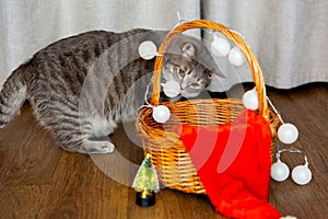 Fat tabby British cat sits near wicker basket decorated with garland. New Year and Christmas background. Greeting card