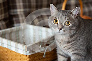 Fat tabby British cat stands by wicker basket. Big eyes, cat looks suspiciously at camera