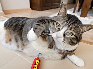 Fat Tabby Cat 1