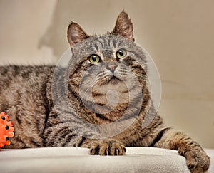 Fat tabby cat