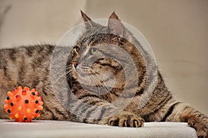 Fat tabby cat