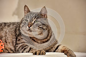 Fat tabby cat