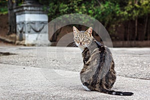 A fat tabby cat sitting on the road looking over shoulder towards camera.