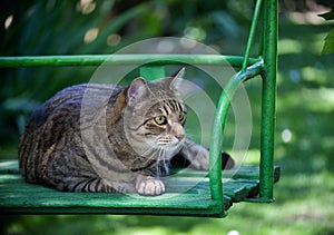 Fat tabby cat in a swing staring at something