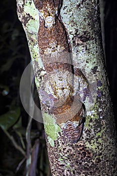 Fat-tail Gecko Uroplatus fimbriatus, Nosy Mangabe, Madagascar