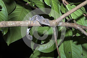 Fat-tail Gecko Uroplatus fimbriatus, Nosy Mangabe, Madagascar