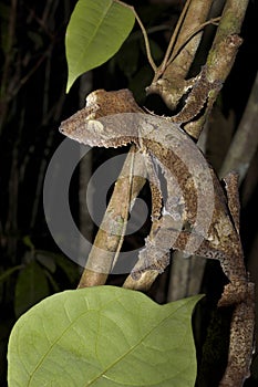Fat-tail Gecko Uroplatus fimbriatus, Nosy Mangabe, Madagascar