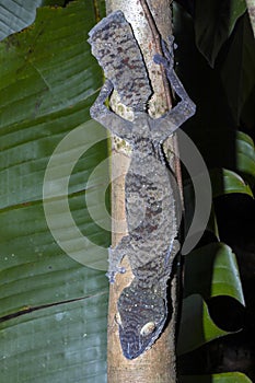 Fat-tail Gecko Uroplatus fimbriatus, Nosy Mangabe, Madagascar