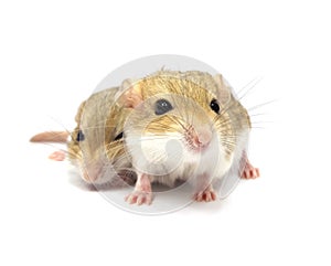 Fat tail gerbil rodent pet isolated photo