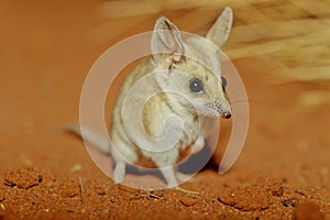 The fat-tailed dunnart Sminthopsis crassicaudata