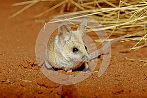 The fat-tailed dunnart Sminthopsis crassicaudata