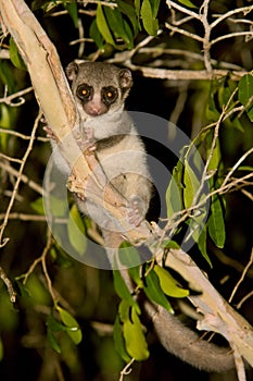 Fat Tailed Dwarf Lemur