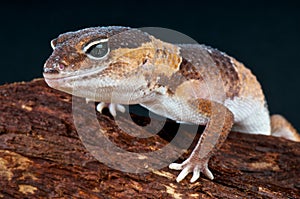 Fat-tailed gecko