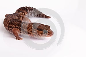 Fat tailed gecko