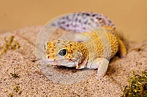 Fat tailed Gecko