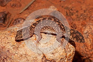 Fat tailed Gecko