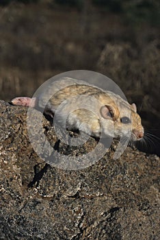 Fat-tailed gerbil photo