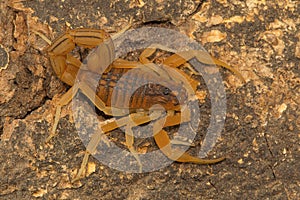 Fat tailed scorpion Hottentotta rugiscutis from type locality, Chengalpettu photo