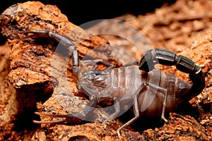 Fat Tailed Scorpion, the most dangerous groups of scorpions