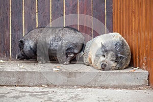 fat and ugly wild pig sleeping