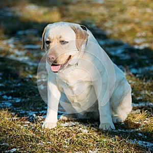 Fat White Labrador Dog Sit Outdoor. Spring