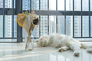 Fat white ragdoll cat sleeping at balcony under strong sunshine with a bottle of flowers