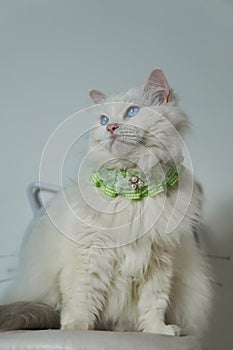 Fat white ragdoll cat wears cute green collar , beautiful blue eyes cat, black background