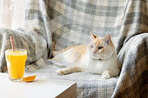 Fat white and red cat basking in chair. On the coffee table is an orange cocktail and slice of orange