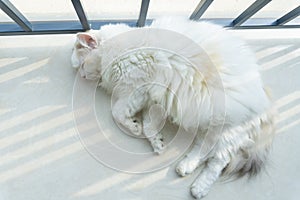 Fat white yellow mixed color ragdoll cat sleeping at balcony under strong sunshine
