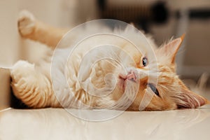 Fat yellow Ragdoll cat sleeping on the ground in a fanny way, sleepy face, light blue eyes, long hair