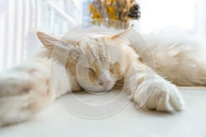 Fat yellow ragdoll cat sleeping under sunshine, cat big head