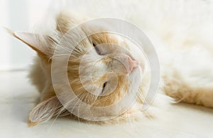 Fat yellow ragdoll cat sleeping under sunshine, cat big head