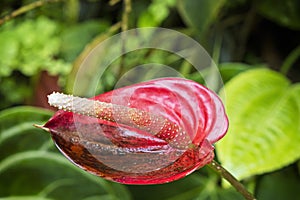 Fata Morgana greenhouse, botanical garden, Prague, Czech republic