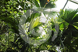 Fata Morgana greenhouse, botanical garden, Prague, Czech republic