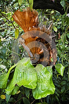 Fata Morgana greenhouse, botanical garden, Prague, Czech republic