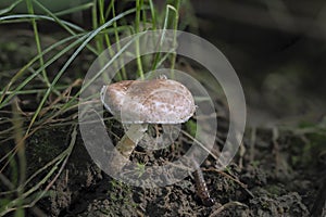 The Fatal Dapperling Lepiota subincarnata is a deadly poisonous mushroom