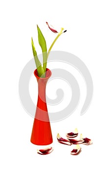 fated tulip in vase isolated on white