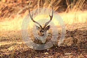 Father and baby spotted deer