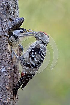 Father bird feeding its baby on wooden nest during breeding season in soft environment and blur green background