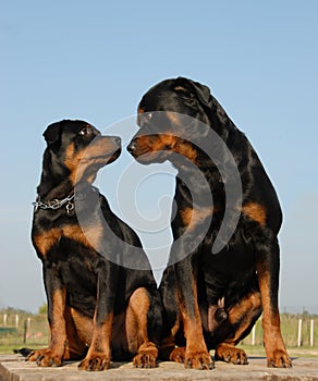 Father and boy rottweiler