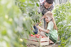 Father and daughter harvesting tomatoes at farm