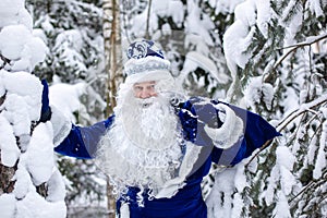 Father Frost with a bag of gifts in a snowy forest. Winter, Russian Christmas character Ded Moroz. Father Frost shakes off snow