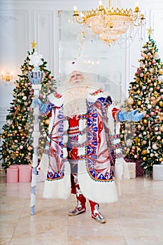 Father Frost in traditional costume with stick staff. room with christmas trees