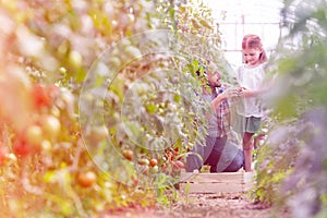 Father giving organic tomato to daughter at farm