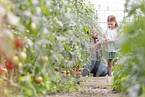 Father giving organic tomato to daughter at farm