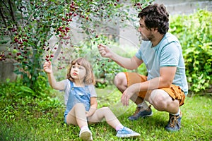 Father and his adorable little daughter eating cherry from cherry-tree in the orchard