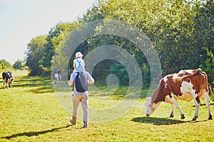 Father holding daughter on shoulders and walking near cows grazing on a green pasture in rural Brittany, France